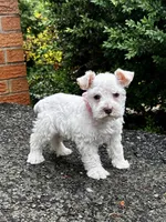Ms Lambkins (Toy-sized), a female Miniature Schnauzer for sale in Spartanburg, SC – Photo 2 of 5