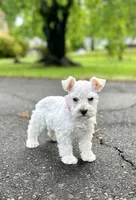 Ms Lambkins (Toy-sized), a female Miniature Schnauzer for sale in Spartanburg, SC – Photo 4 of 5