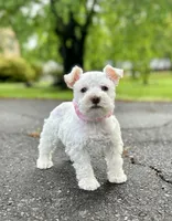 Ms Lambkins (Toy-sized), a female Miniature Schnauzer for sale in Spartanburg, SC – Photo 5 of 5