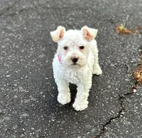 Ms Lambkins (Toy-sized), a female Miniature Schnauzer for sale in Spartanburg, SC – Photo 3 of 5
