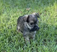 Ms Dolly, a female Miniature Schnauzer and Yorkshire Terrier for sale in Spartanburg, SC – 4 of 4