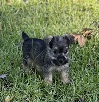 Ms Dolly, a female Miniature Schnauzer and Yorkshire Terrier for sale in Spartanburg, SC – 2 of 4
