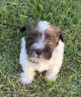 Mr LP(Liver Parti), a male Miniature Schnauzer for sale in Spartanburg, SC – 3 of 3
