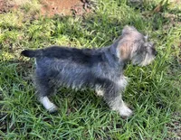 Mr Pepper (Toy size), a male Miniature Schnauzer for sale in Spartanburg, SC – 4 of 4
