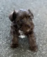 Ms LG(Liver Girl), a female Miniature Schnauzer for sale in Spartanburg, SC – 2 of 3