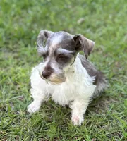 Mr Sweety (Liver Parti), a male Miniature Schnauzer for sale in Spartanburg, SC – 6 of 7