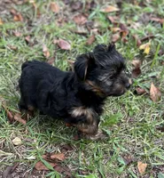 Mr Edward, a male Yorkshire Terrier for sale in Spartanburg, SC – 2 of 2