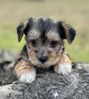 Ms Reba(Snorkie), a female Miniature Schnauzer and Yorkshire Terrier for sale in Spartanburg, SC – Photo 1 of 3