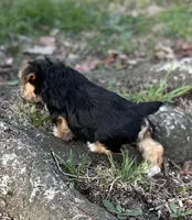 Ms Reba(Snorkie), a female Miniature Schnauzer and Yorkshire Terrier for sale in Spartanburg, SC – Photo 2 of 3