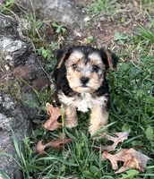 Ms Reba(Snorkie), a female Miniature Schnauzer and Yorkshire Terrier for sale in Spartanburg, SC – Photo 3 of 3