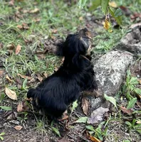 Ms Bella, a female Yorkshire Terrier for sale in Spartanburg, SC – 3 of 3