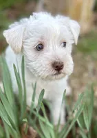 Mr Lamb Chops(Snorkie), a male Miniature Schnauzer and Yorkshire Terrier for sale in Spartanburg, SC – Photo 3 of 3