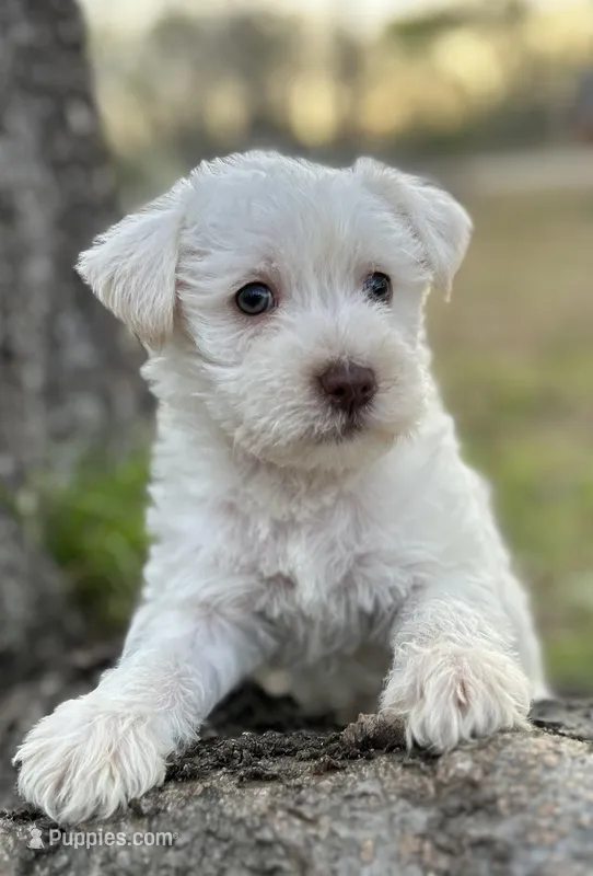 Mr Lamb Chops(Snorkie) – Miniature Schnauzer, Yorkshire Terrier puppy for sale in Spartanburg, SC