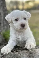 Mr Lamb Chops(Snorkie), a male Miniature Schnauzer and Yorkshire Terrier for sale in Spartanburg, SC – Photo 1 of 3
