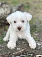 Mr Lamb Chops(Snorkie), a male Miniature Schnauzer and Yorkshire Terrier for sale in Spartanburg, SC – Photo 2 of 3