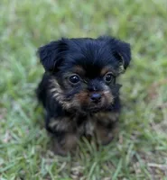 Mr Loki (Teacup size), a male Yorkshire Terrier for sale in Spartanburg, SC – 3 of 4