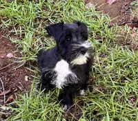 Mr Gorgeous (Toy size), a male Miniature Schnauzer for sale in Spartanburg, SC – 3 of 3