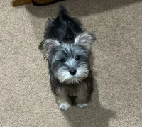 Ms Cutie Q, a female Miniature Schnauzer and Yorkshire Terrier for sale in Spartanburg, SC – Photo 2 of 4