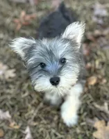 Ms Cutie Q, a female Miniature Schnauzer and Yorkshire Terrier for sale in Spartanburg, SC – Photo 1 of 4