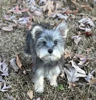 Ms Cutie Q, a female Miniature Schnauzer and Yorkshire Terrier for sale in Spartanburg, SC – Photo 4 of 4