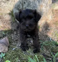 Ms Angel (Toy size), a female Miniature Schnauzer for sale in Spartanburg, SC – 3 of 3