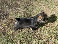 Ms Gretel (Toy Snorkie), a female Miniature Schnauzer and Yorkshire Terrier for sale in Spartanburg, SC – Photo 3 of 4