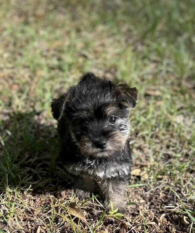 Ms Gretel (Toy Snorkie) – Miniature Schnauzer, Yorkshire Terrier puppy for sale in Spartanburg, SC