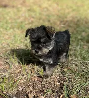 Ms Gretel (Toy Snorkie), a female Miniature Schnauzer and Yorkshire Terrier for sale in Spartanburg, SC – Photo 2 of 4
