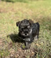 Ms Gretel (Toy Snorkie), a female Miniature Schnauzer and Yorkshire Terrier for sale in Spartanburg, SC – Photo 4 of 4