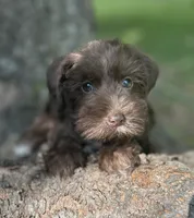 Ms Liver(Toy size Liver), a female Miniature Schnauzer for sale in Spartanburg, SC – 2 of 3