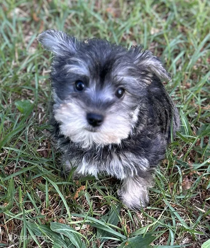 Ms Suzy Q (Toy size Snorkie) – Miniature Schnauzer, Yorkshire Terrier puppy for sale in Spartanburg, SC