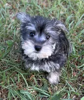 Ms Suzy Q (Toy size Snorkie), a female Miniature Schnauzer and Yorkshire Terrier for sale in Spartanburg, SC – Photo 1 of 3