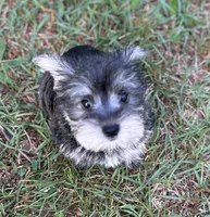 Ms Suzy Q (Toy size Snorkie), a female Miniature Schnauzer and Yorkshire Terrier for sale in Spartanburg, SC – Photo 3 of 3