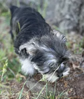 Ms Suzy Q (Toy size Snorkie), a female Miniature Schnauzer and Yorkshire Terrier for sale in Spartanburg, SC – Photo 2 of 3