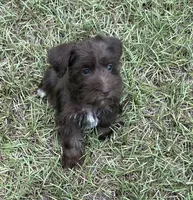 Ms Liver(Toy size Liver), a female Miniature Schnauzer for sale in Spartanburg, SC – 3 of 3