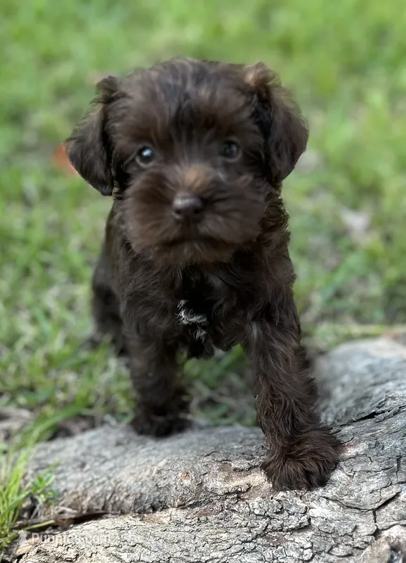 Ms Angel (Toy size) – Miniature Schnauzer puppy for sale in Spartanburg, SC