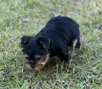 Ms Ruby (Teacup size), a female Yorkshire Terrier for sale in Spartanburg, SC – 2 of 4