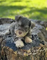 Mr Fireball, a male Miniature Schnauzer and Yorkshire Terrier for sale in Spartanburg, SC – 2 of 3