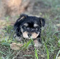 Mr Prince, a male Miniature Schnauzer and Yorkshire Terrier for sale in Spartanburg, SC – 2 of 3