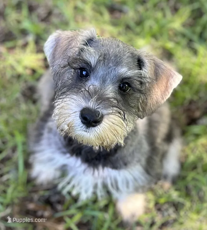 Mr Pepper (Toy size) – Miniature Schnauzer puppy for sale in Spartanburg, SC