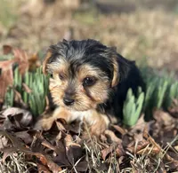 Mr Salsa, a male Yorkshire Terrier for sale in Spartanburg, SC – Photo 4 of 4