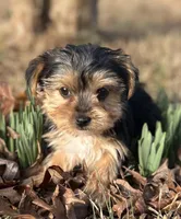 Mr Salsa, a male Yorkshire Terrier for sale in Spartanburg, SC – Photo 1 of 4