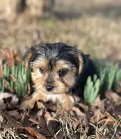 Mr Salsa, a male Yorkshire Terrier for sale in Spartanburg, SC – Photo 2 of 4