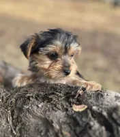 Mr Salsa, a male Yorkshire Terrier for sale in Spartanburg, SC – Photo 3 of 4