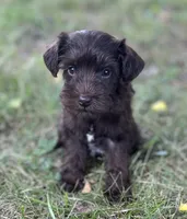 Mr Liver (Toy size), a male Miniature Schnauzer for sale in Spartanburg, SC – 3 of 3