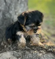 Ms Ruby (Teacup size), a female Yorkshire Terrier for sale in Spartanburg, SC – 3 of 4