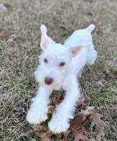 Mr Buster, a male Miniature Schnauzer for sale in Spartanburg, SC – Photo 3 of 5