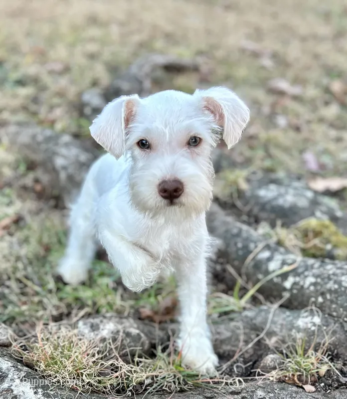 Mr Buster, a male Miniature Schnauzer for sale in Spartanburg, SC – Photo 1 of 5
