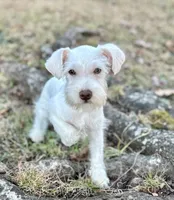 Mr Buster, a male Miniature Schnauzer for sale in Spartanburg, SC – Photo 1 of 5