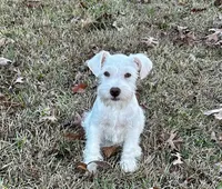 Mr Buster, a male Miniature Schnauzer for sale in Spartanburg, SC – Photo 4 of 5